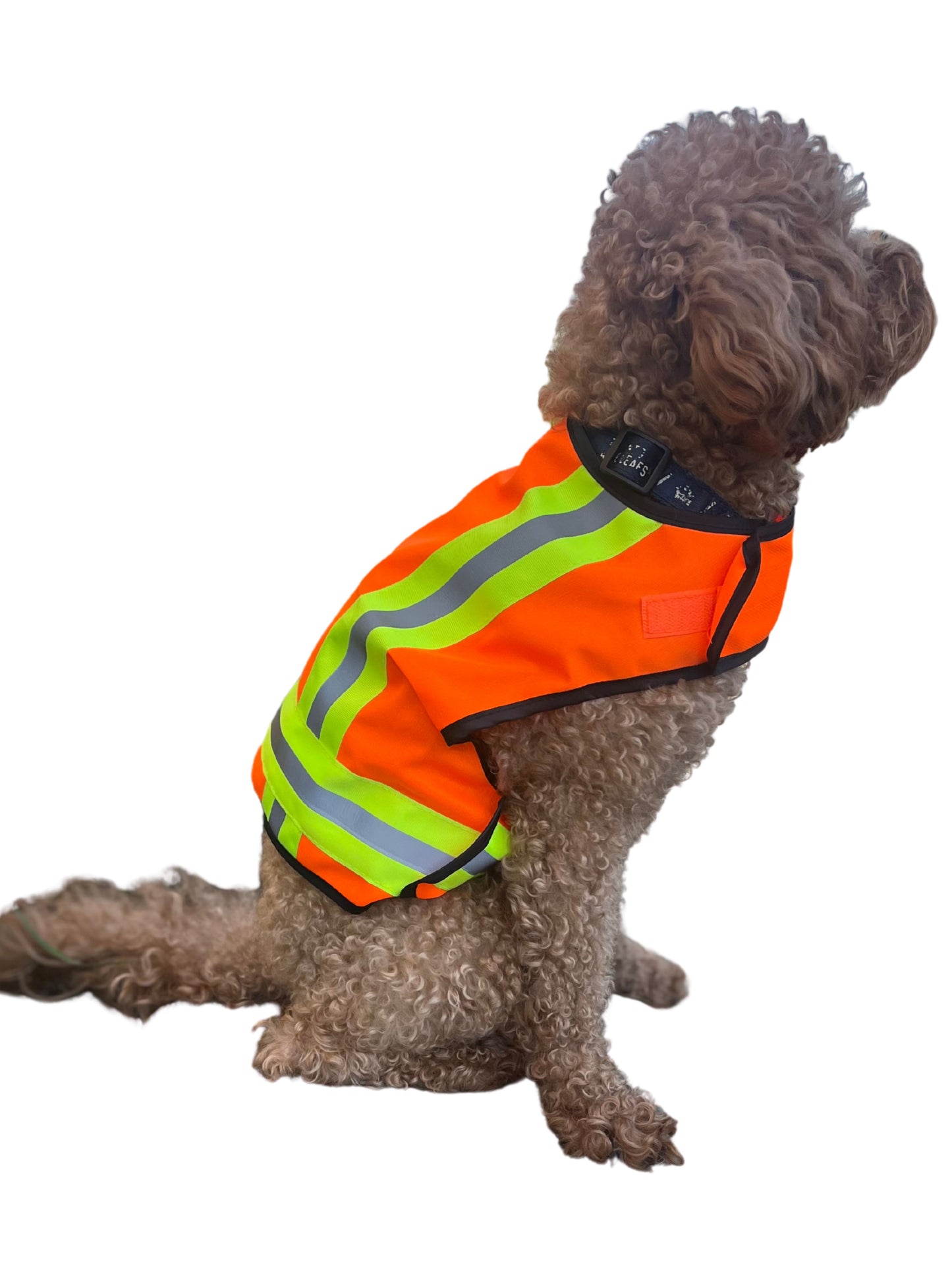 BUDDY GLOW Water-Resistant High-Visibility Dog Vest, Hi Visibility Orange, Small
