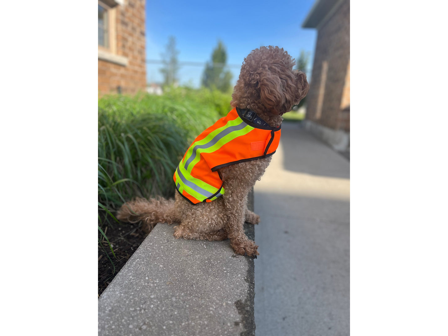 BUDDY GLOW Water-Resistant High-Visibility Dog Vest, Hi Visibility Orange, Small