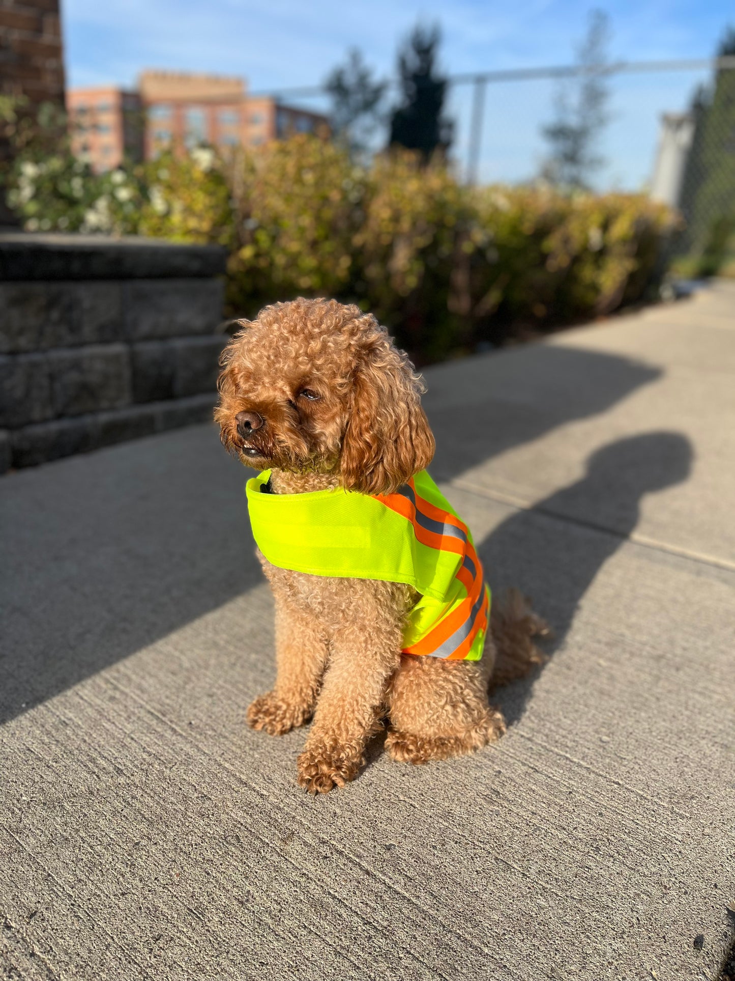 BUDDY GLOW Extra Lightweight Breathable Reflective Dog Vest, Hivis Yellow, Small