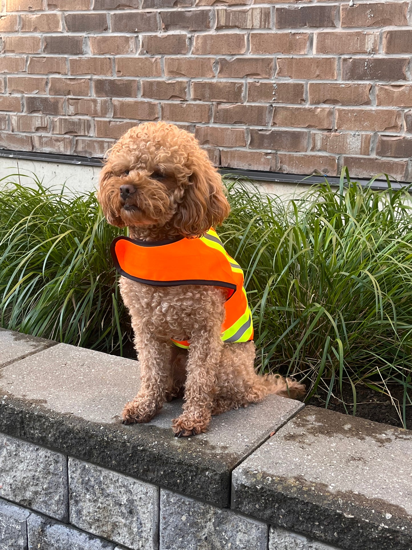 BUDDY GLOW Water-Resistant High-Visibility Dog Vest, Hi Visibility Orange, Small
