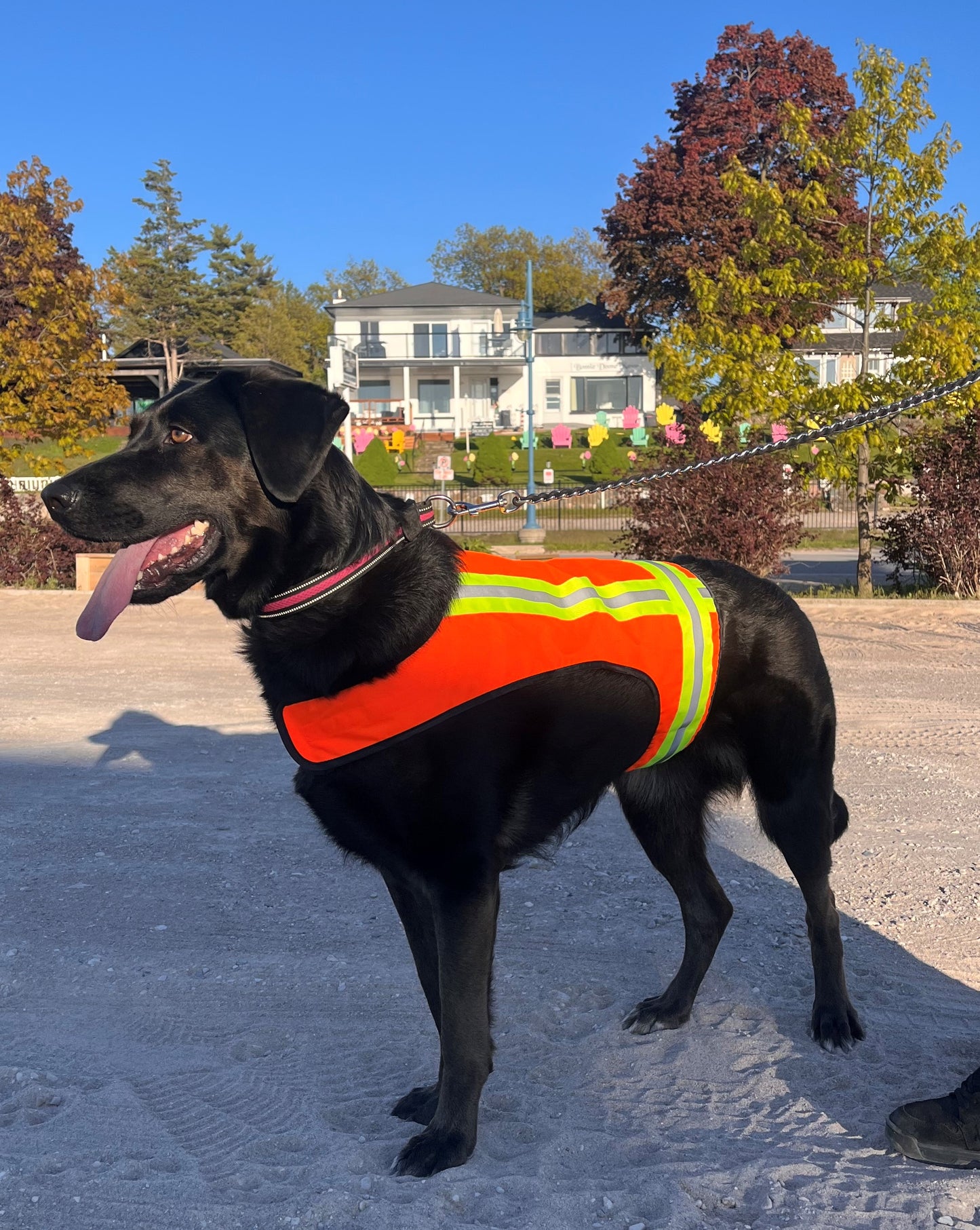 BUDDY GLOW Water-Resistant High-Visibility Dog Vest, Hi Visibility Orange, Large