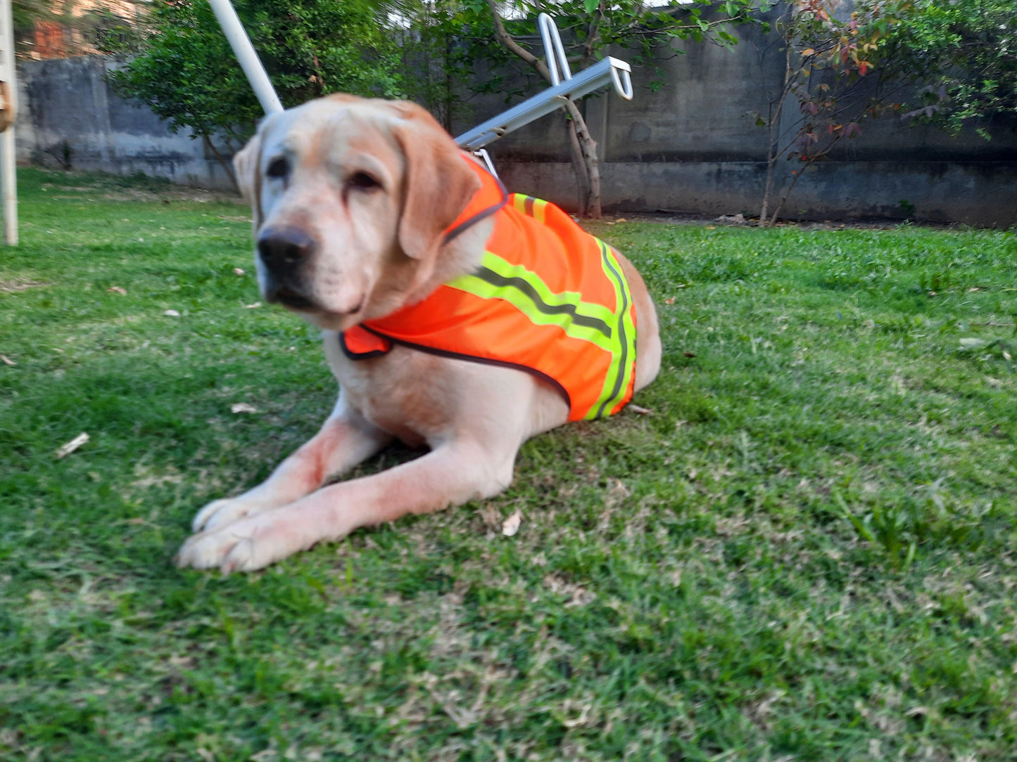 BUDDY GLOW Water-Resistant High-Visibility Dog Vest, Hi Visibility Orange, Large