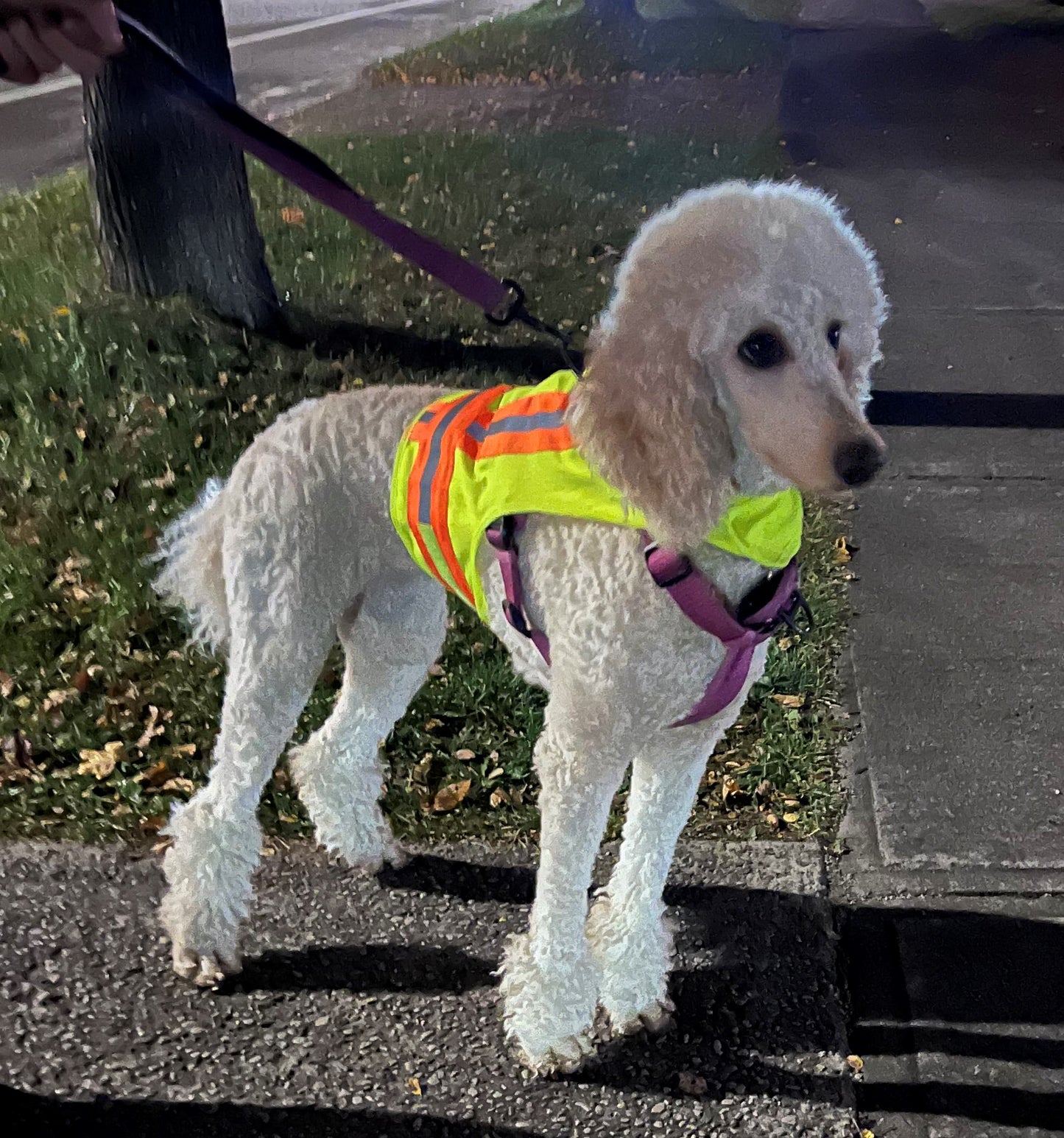 BUDDY GLOW Extra Lightweight Breathable Reflective Dog Vest, Hivis Yellow, Small